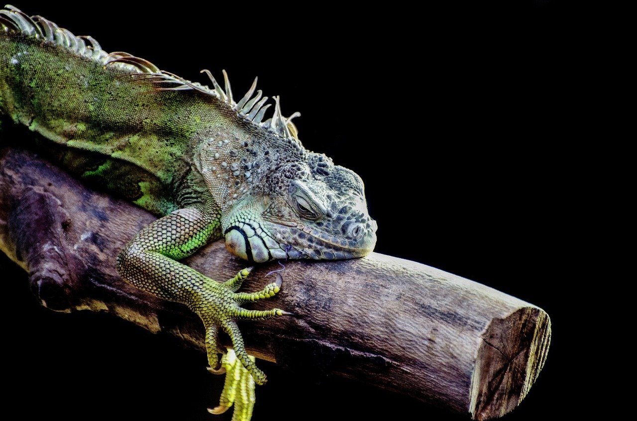 L'iguana ha zampe forti e lunghi artigli, necessari a causa del suo stile di vita arboricolo.